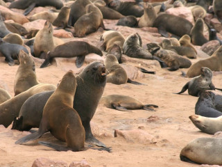 Afbeelding voor Cape Cross Namibië