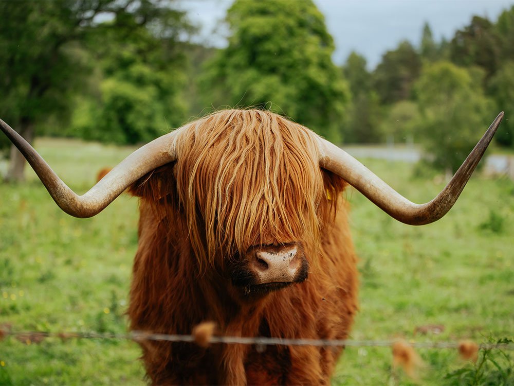 Schotse hooglander