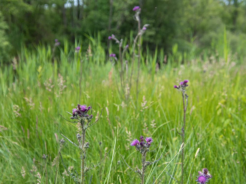 Vegetatie Naardermeer