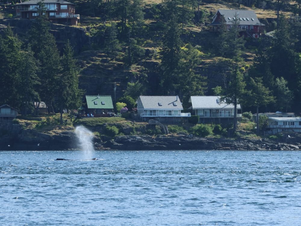 Walvis bij Campbell River