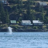 Afbeelding voor Walvissen en orka's bij Vancouver Island