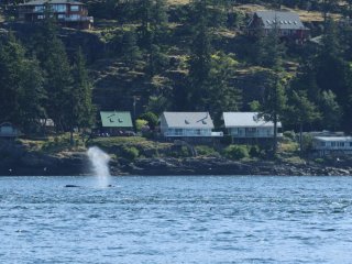 Afbeelding voor Walvissen en orka's bij Vancouver Island