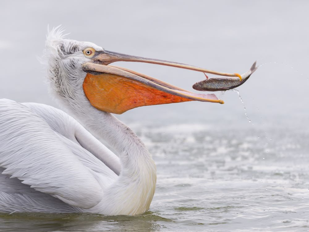 Kerkinimeer