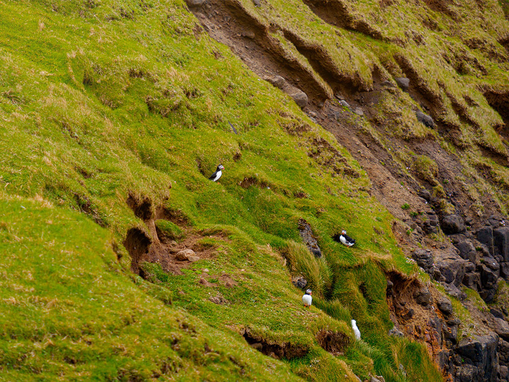 Vogels op de Faeröer eilanden