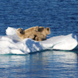 Afbeelding voor Nordic - Spitsbergen groepsreis