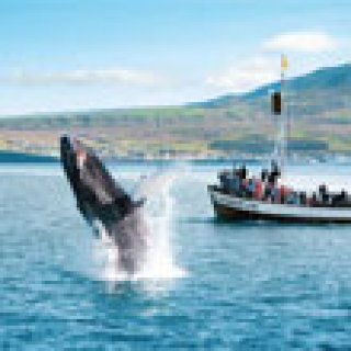 Afbeelding voor Get Your Guide - Walvissafari Húsavik