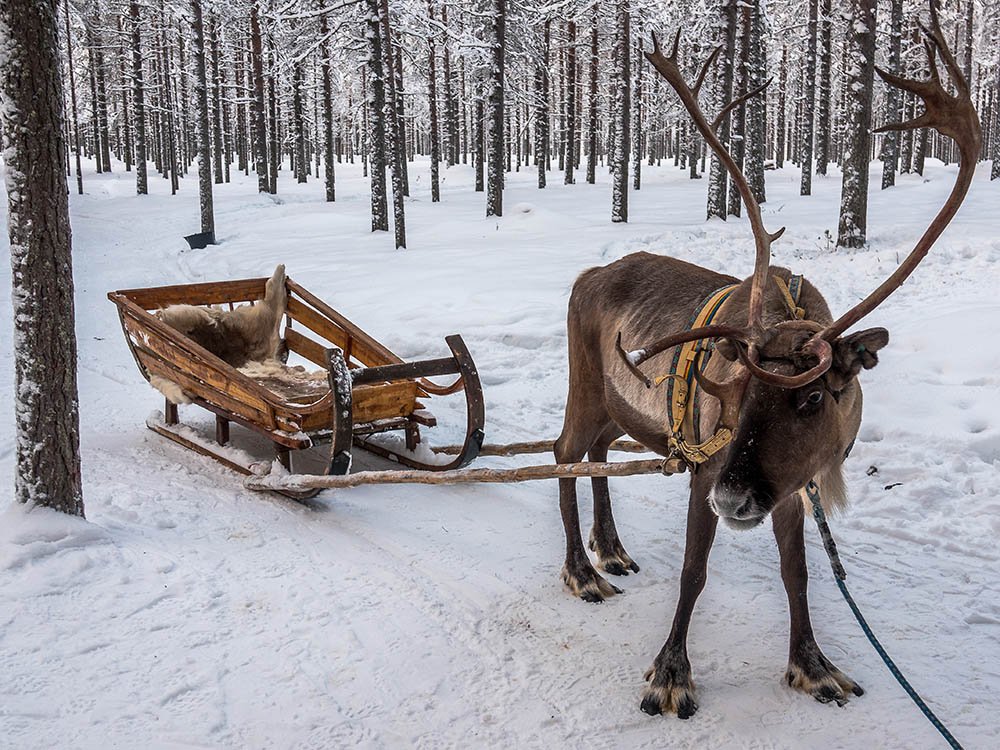 Rendier met slee