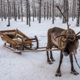 Afbeelding voor Rendieren