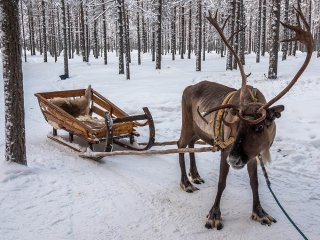 Afbeelding voor Rendieren