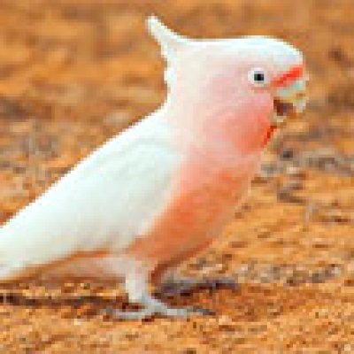 Afbeelding voor Walkabout - Australian Geographic Travel