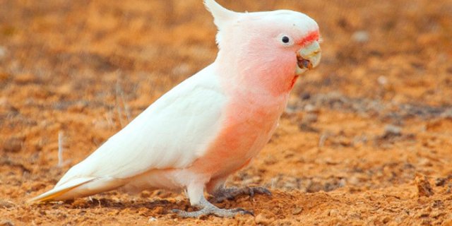 Afbeelding voor Walkabout - Australian Geographic Travel
