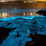 Afbeelding voor Zeevonk en bioluminescentie