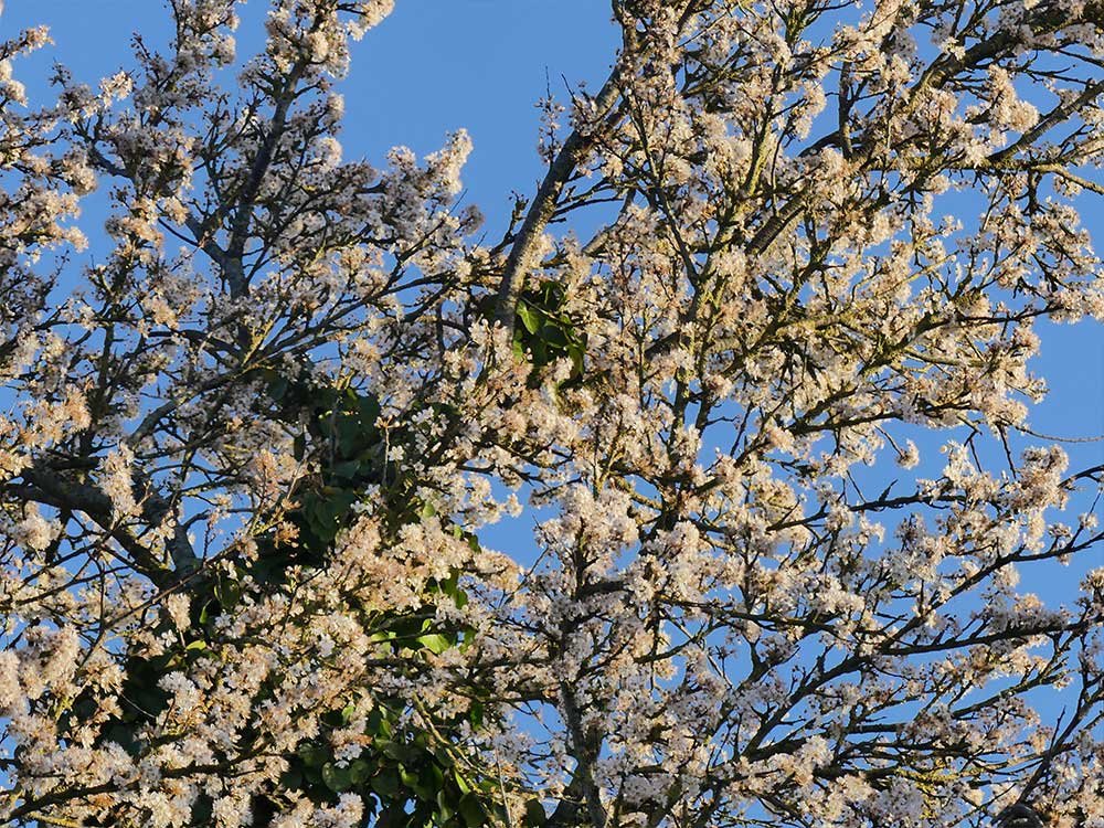 Bloesem in Friesland