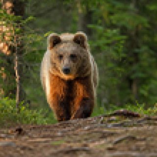 Afbeelding voor Suomussalmi in Finland - Van beren tot noorderlicht