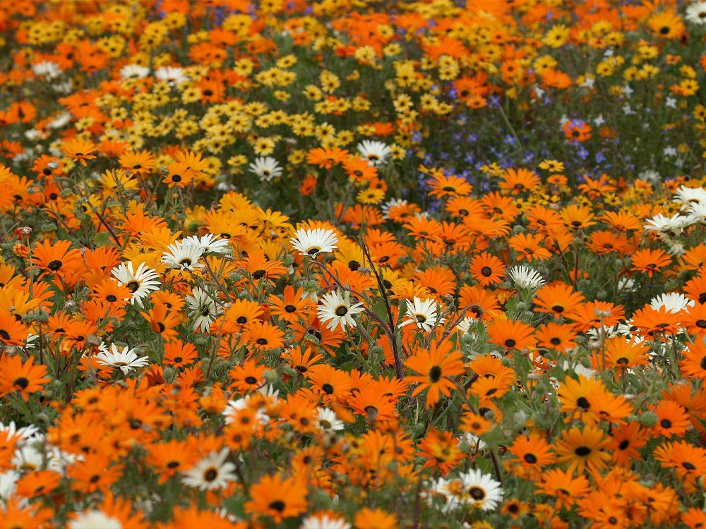 Natuur Cederberg Wilderness Area