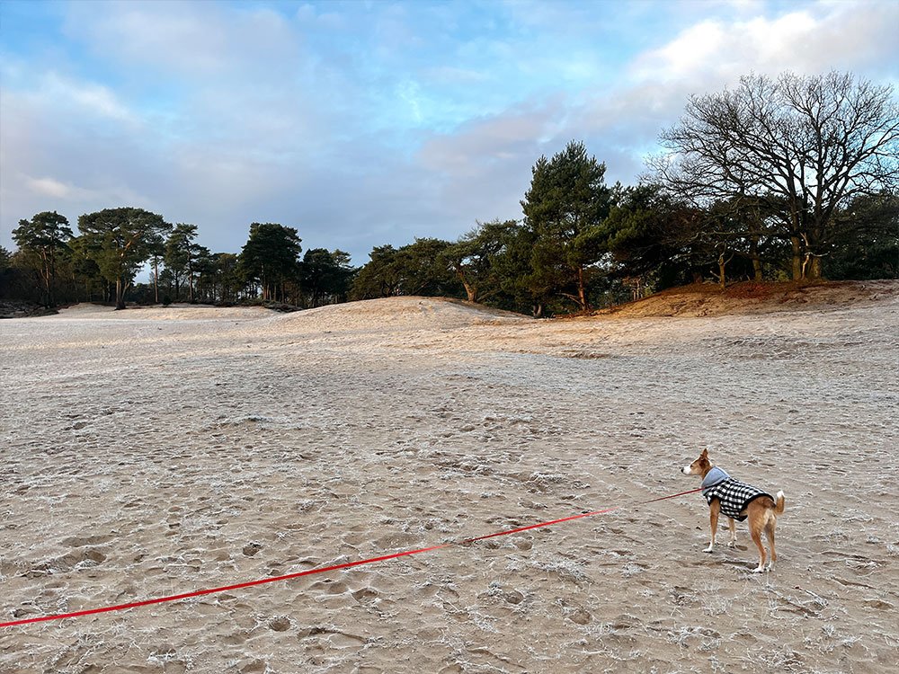 Wandelen Soesterduinen met hond