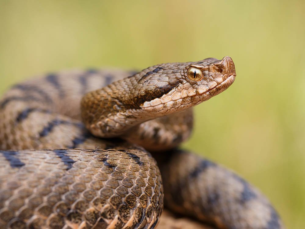 Aspisadder La Brenne