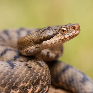 Afbeelding voor Brenne