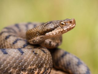 Afbeelding voor Brenne