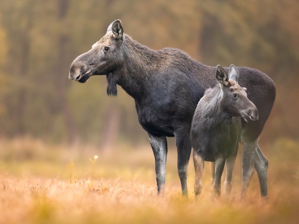 Dieren spotten in Polen
