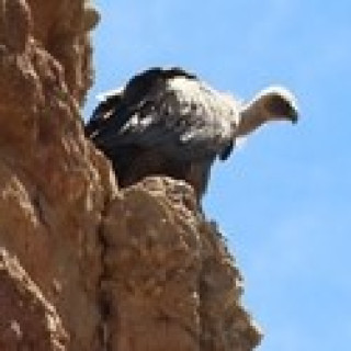 Afbeelding voor BirdingBreaks - Vogelreizen Spanje