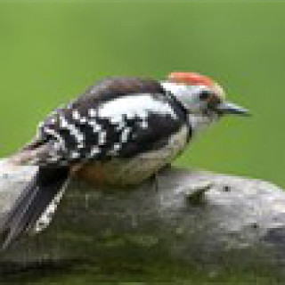 Afbeelding voor BirdingBreaks - Vogelreizen Nederland