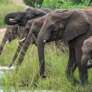 Afbeelding voor Hluhluwe-Imfolozipark