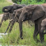Afbeelding voor Hluhluwe-Imfolozipark