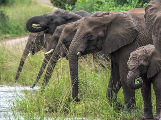 Afbeelding voor Hluhluwe-Imfolozipark