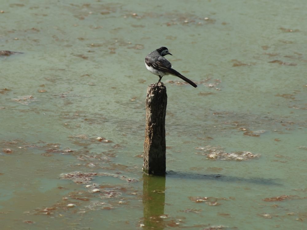 Vogels observeren