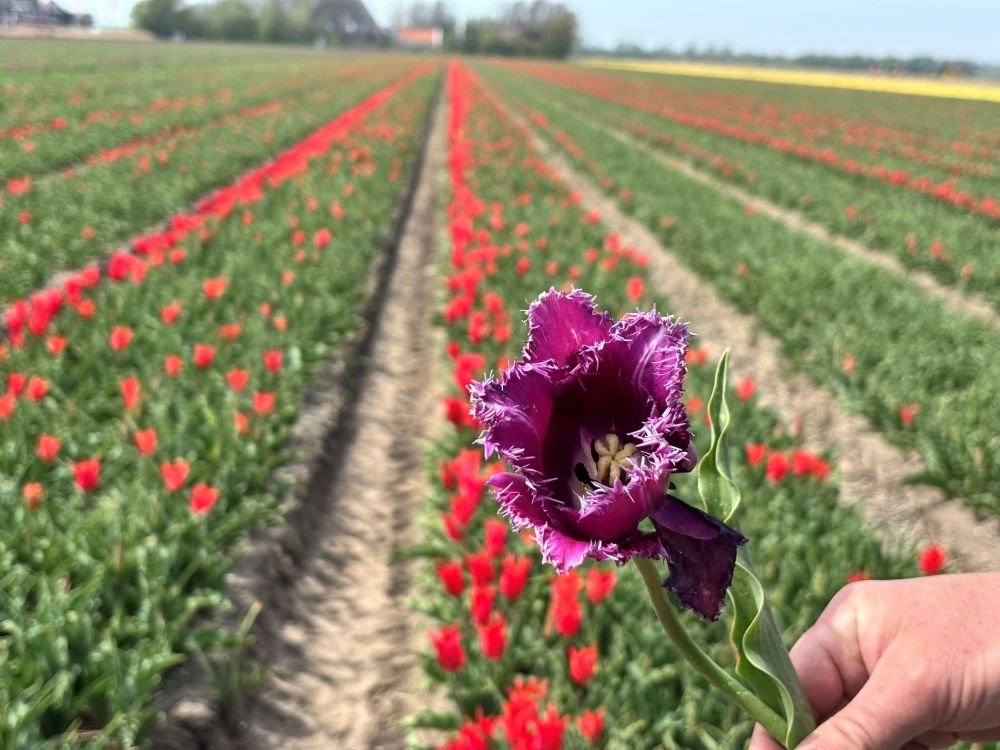 Tulpenvelden bij Petten