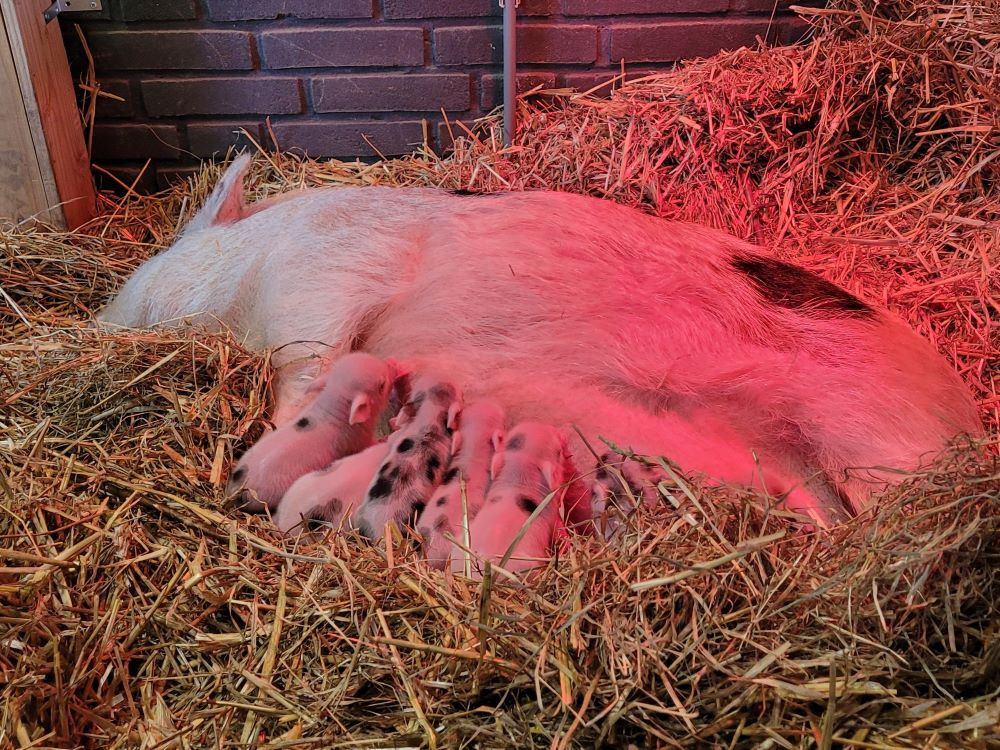 Boerderijdieren bij Center Parcs