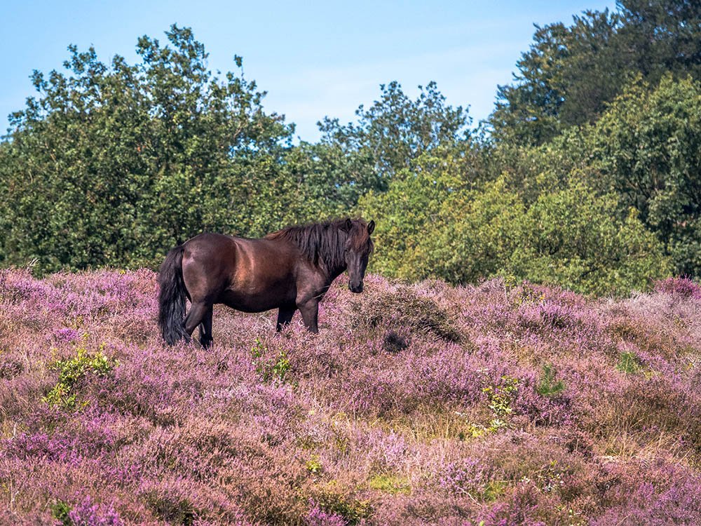 Wild paard op de Posbank