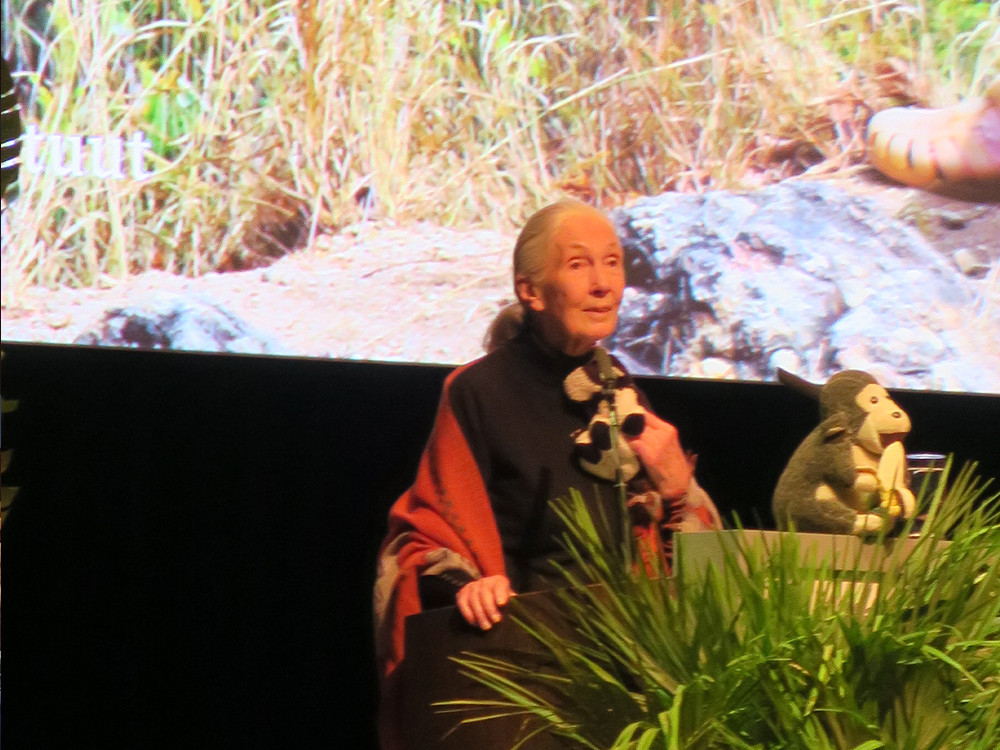 Jane Goodall in Nederland
