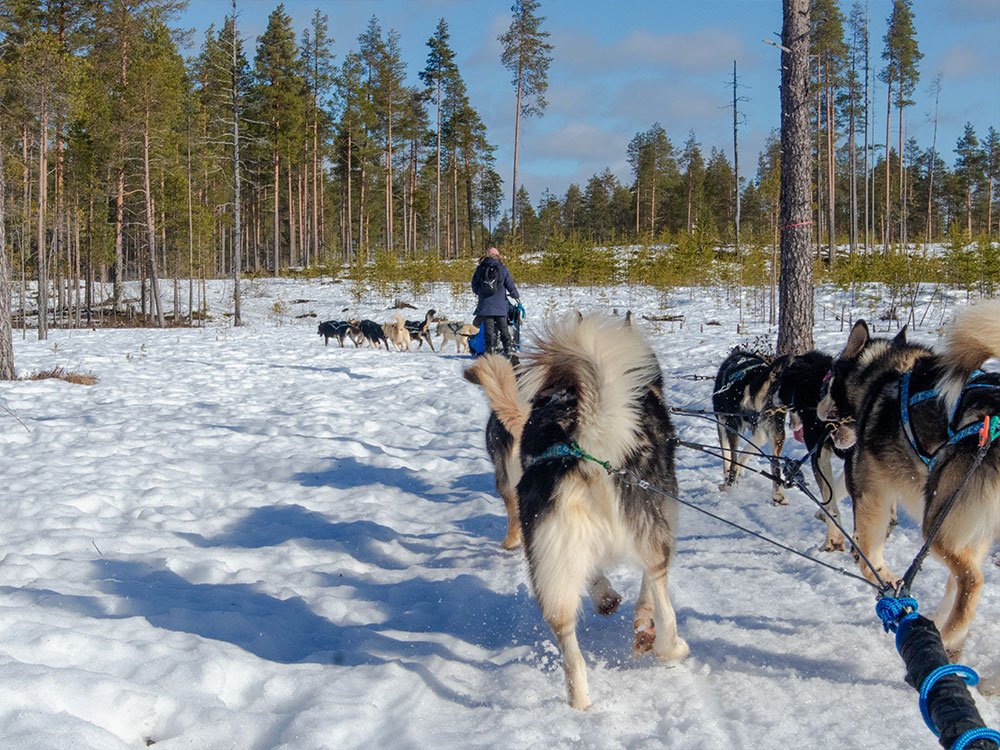 Huskysafari Finland