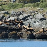 Afbeelding voor Vancouver Island