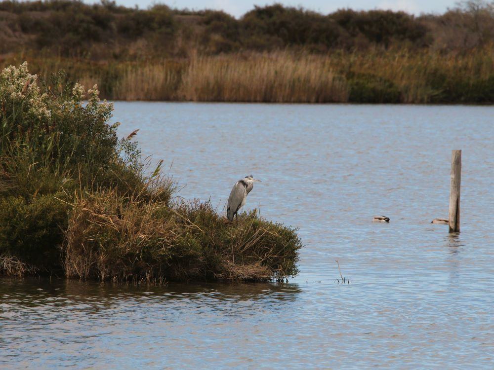 Reiger