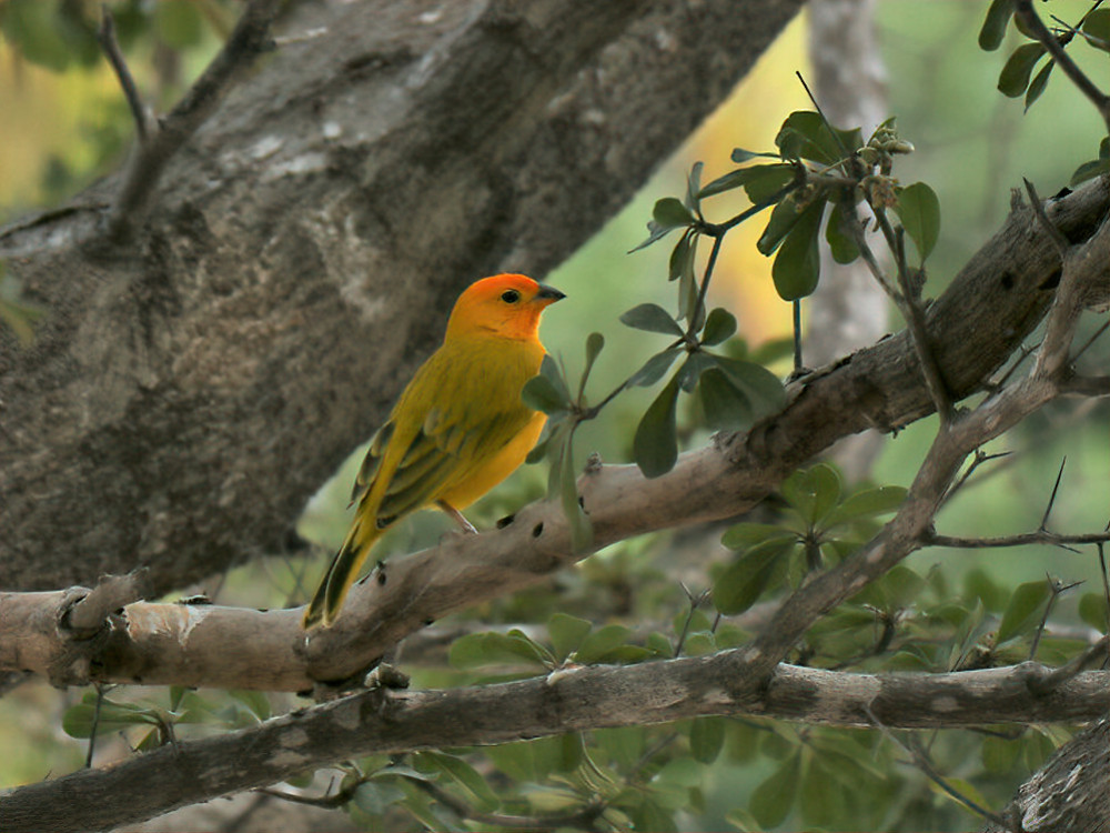 Vogels spotten op Curaçao: Saffraangors