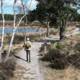 Afbeelding voor Wandelen op de Kalmthoutse Heide