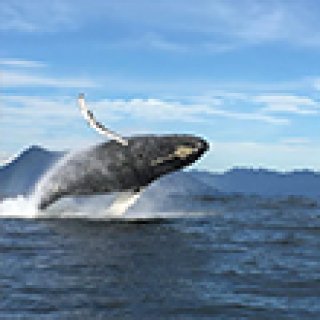 Afbeelding voor Get Your Guide - Wildlife excursies