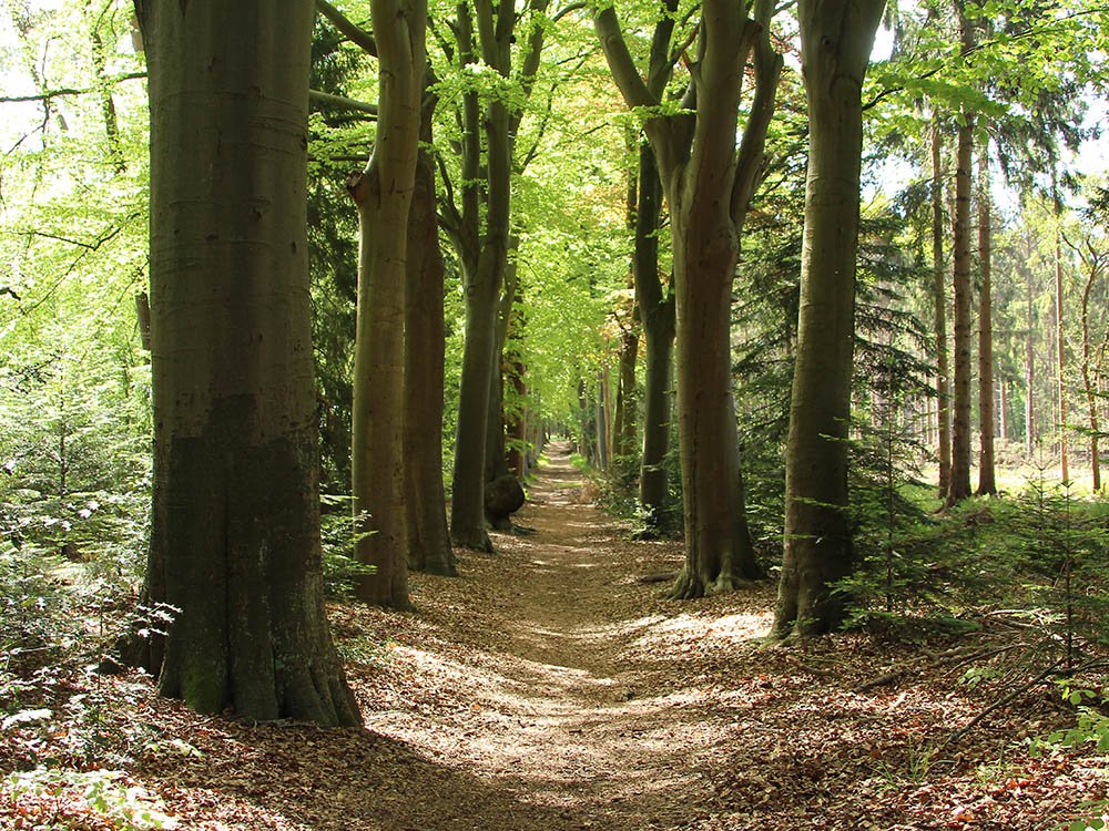 Boswandeling Friesland
