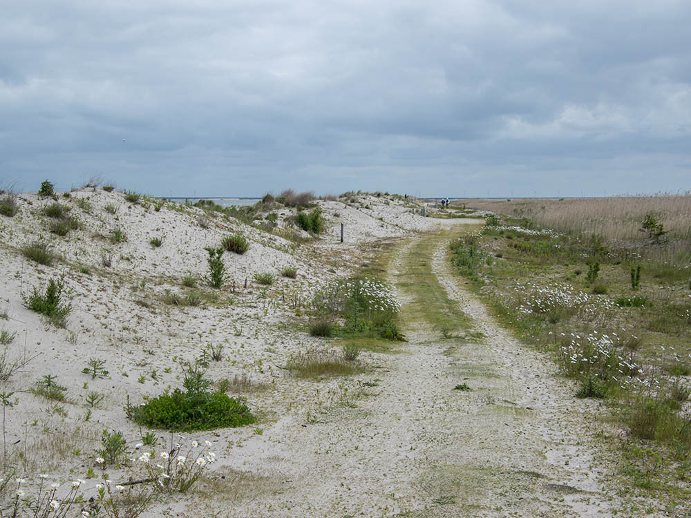 Marker Wadden duinen