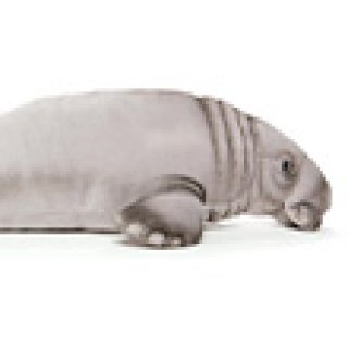 Afbeelding voor Bol.com - Zeekoe knuffel