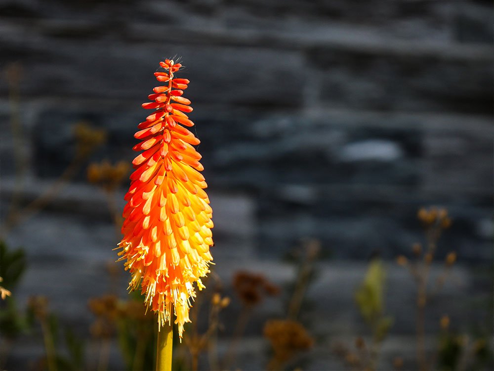 Kleurrijke bloem