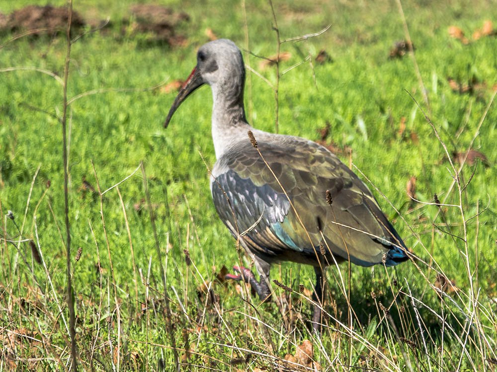 Ibis