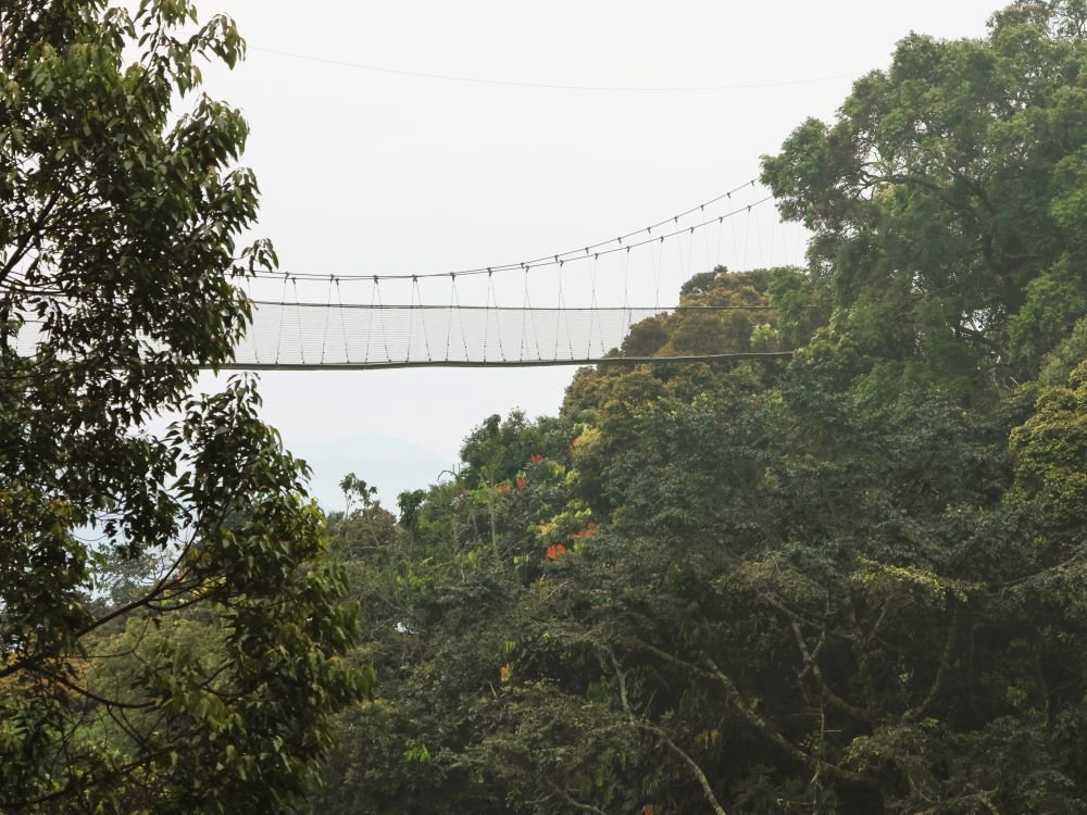 Canopy Nyungwe