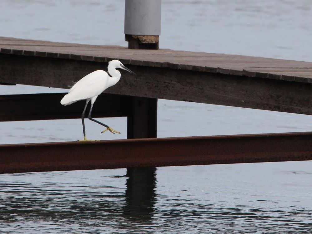 Kleine zilverreiger