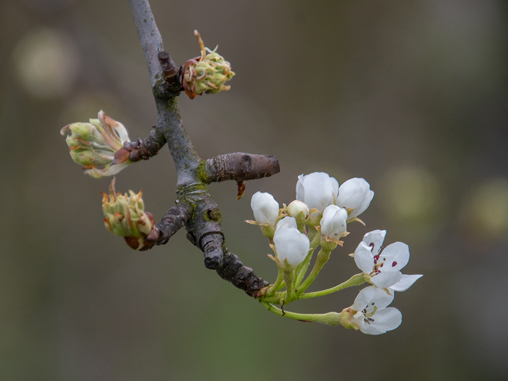 Bloesem in de Fruitvallei