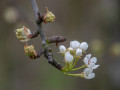Bloesem in de Fruitvallei