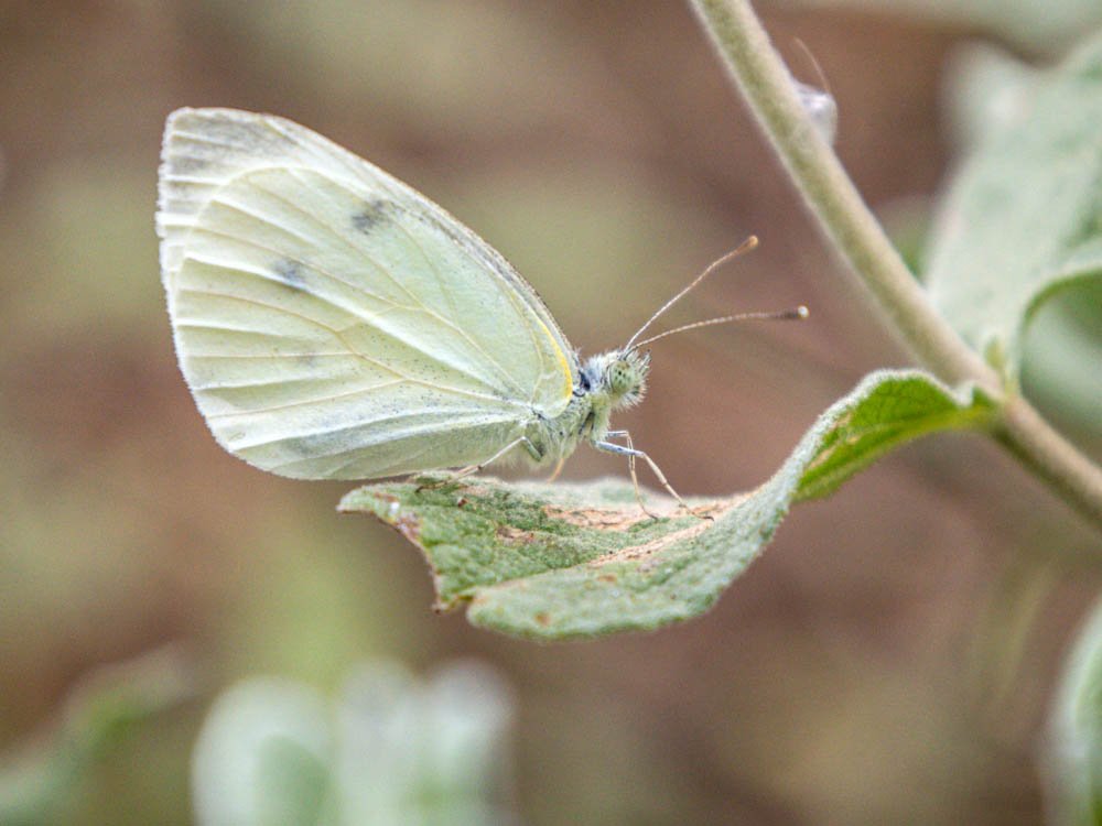 Vlinder